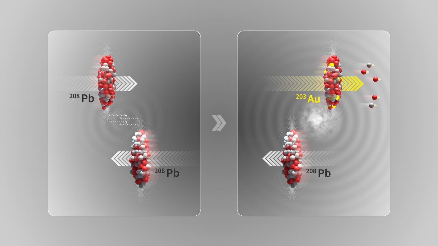 Illustration of an ultra-peripheral collision where the two lead (208Pb) ion beams at the LHC pass by close to each other without colliding. In the electromagnetic dissociation process, a photon interacting with a nucleus can excite oscillations of its internal structure and result in the ejection of small numbers of neutrons (two) and protons (three), leaving the gold (203Au) nucleus behind (Image: CERN)